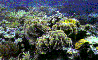 Coral reef