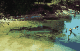 Photo of a spring in the lower Suwannee River