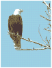 Photo:Bald Eagle