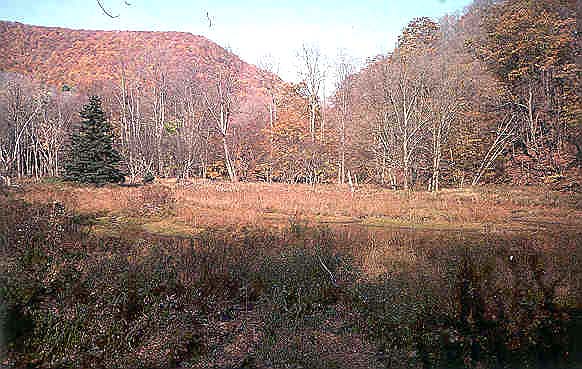 Meadow in the basin