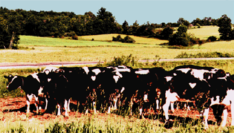 Figure 2. Pasture and forage crops are found in the eastern part of the basin.