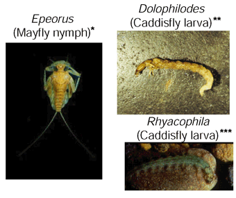 Figure 9. Invertebrates that are intolerant of fine sediment were present at unmined sites and sites with little coal production since 1980. (Photograph by * Jennifer Hiebert, University of Alberta; ** D.B. Chambers, USGS; *** Arturo Elosegi, North American Benthological Society. All photos reproduced with permission)