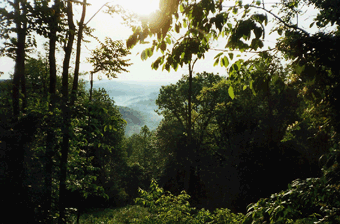 Figure 20. Because much of the Kanawha–New River Basin is forested, surface water and ground water contain low concentrations of nutrients and few pesticides.