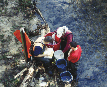 Over 85 fish species were identified during ecological sampling in the Santee Basin.