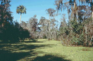 Northern Big Cypress Swamp.