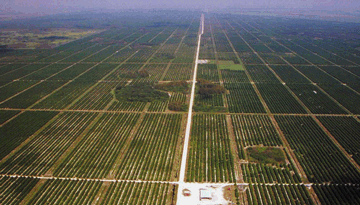 Citrus groves north of Big Cypress Swamp.