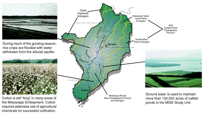 Figure 1. Map showing boundaries for Fenneman’s (1938) physiographic regions are very similar to Omernik’s Level III ecoregions (1987), at least in part because the surficial geology is a controlling factor in the MISE Study Unit. The only major metropolitan area in the Study Unit is Memphis, Tennessee. The area has many rivers, as well as several large river systems, including the Yazoo and St. Francis Rivers and parts of the White and Arkansas Rivers. Major crops include soybeans, cotton, rice, and corn. Catfish farms are a major component of the landscape as well as a principal user of ground water. photo upper right conner, Memphis Mississippi During much of the growing season, rice crops are flooded with water withdrawn from the alluvial aquifer. Photo from lower right, Ground water is used to maintain more than 100,000 acres of catfish ponds in the MISE Study Unit. Photo from lower left Cotton is still “king” in many areas of the Mississippi Embayment. Cotton requires extensive use of agricultural chemicals for successful cultivation.