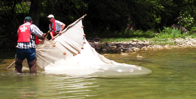 Fish for tissue analysis and community status assessment were collected by seining (shown above in the Blanco River near Wimberley) and by electrofishing.