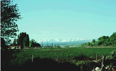 Agriculture and the San Juan Mountains near Montrose. (Photograph by Norman Spahr, U.S. Geological Survey.)
