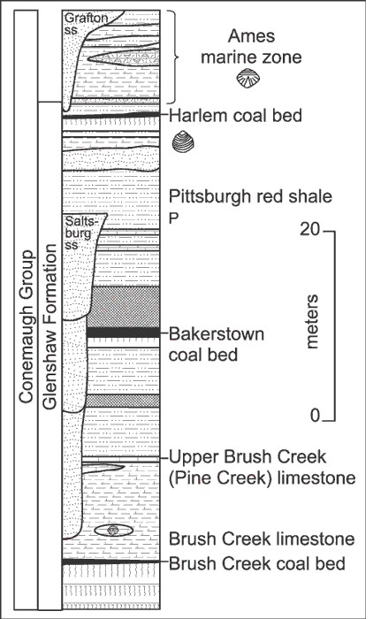 Stratigraphic section, Upper Pennsylvanian Conemaugh Group. For a more detailed explanation, contact Blaine Cecil at bcecil@usgs.gov