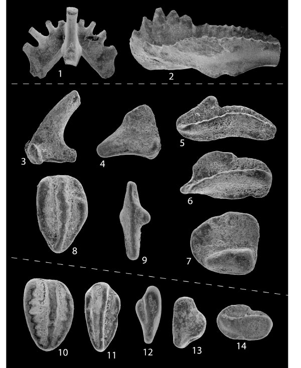 Conodonts from the Deer Valley and Loyalhanna Limestone Members of the Mauch       Chunk Formation. For a more detailed explanation, contact Blaine Cecil at bcecil@usgs.gov