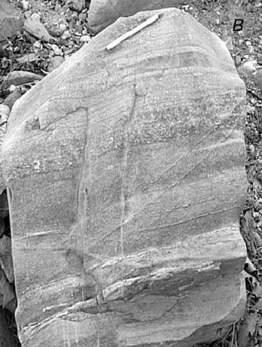 Photograph taken at Stop 4, Great Falls Park, Va., showing closeup of a boulder of metagraywacke showing graded beds and subangular feldspar deposited in turbidite sequences. For a more detailed explanation, contact Michael Kunk at mkunk@usgs.gov.