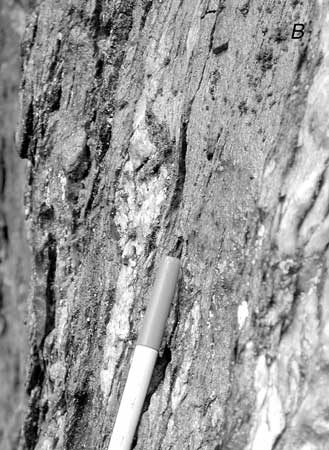 Closeup view of vein quartz transposed in the early folds and foliation. For a more detailed explanation, contact Michael Kunk at mkunk@usgs.gov.