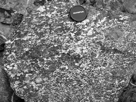 Photograph of block of weakly gneissic coarse-grained diorite from an outcrop near Whiteville, Cumberland County, Va.