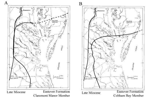 Maps showing depositional basins in the Salisbury embayment during the late Miocene. For a more detailed explanation, contact Lauck Ward at  lwward@vmnh.net.