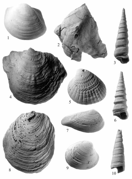 Mollusks common in the Paspotansa Member of the Aquia Formation. For a more detailed explanation, contact Lauck Ward at  lwward@vmnh.net.