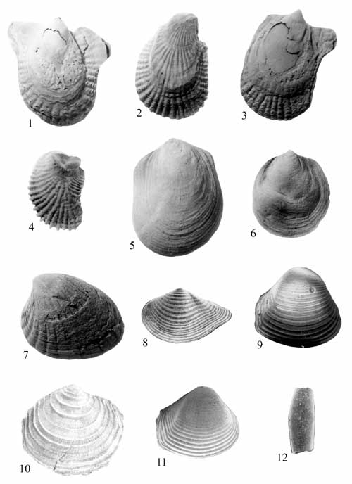 Mollusks common in the Potapaco Member of the Nanjemoy Formation. For a more detailed explanation, contact Lauck Ward at  lwward@vmnh.net.