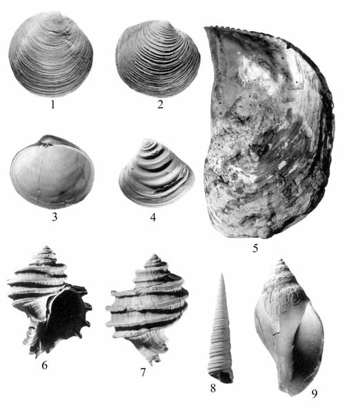 Mollusks common in the Choptank Formation. For a more detailed explanation, contact Lauck Ward at  lwward@vmnh.net.