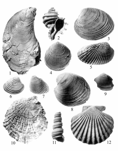 Mollusks common in the Claremont Manor Member of the Eastover Formation. For a more detailed explanation, contact Lauck Ward at  lwward@vmnh.net.