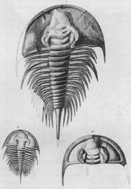 Figure 14. Image shows a genus of trilobites that C.D. Walcott found marked the lowest zone of the Cambrian, 1890.
