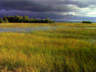 Freshwater marsh