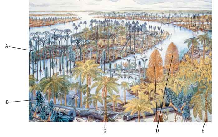 Reconstruction of a tropical peat swamp of Middle
      Pennsylvanian age (about 300 million years ago).