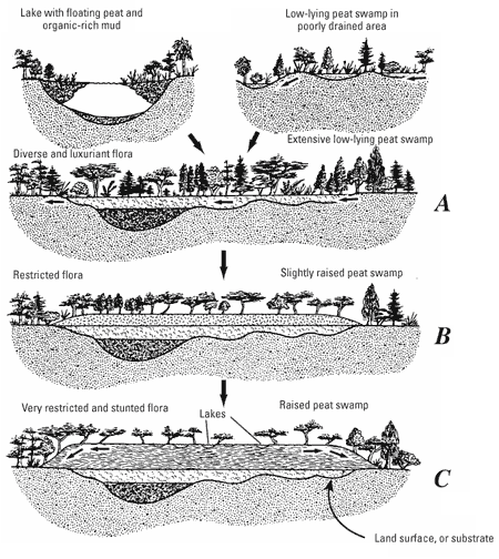 Sketches illustrating a possible evolution
      from a planar (topogenous) peat deposit to a domed
      (ombrogenous) peat deposit. For a more detailed explanation, contact Stanley Schweinfurth at sschwein@usgs.gov