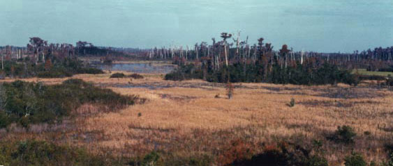 Photograph of the Okefenokee Swanp in Georgia