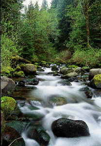 Cover
photo - Fir Creek near Brightwood, OR, drains old growth forest before
becoming drinking water for the city of Portland. (Photo by Dennis Wentz.)