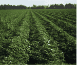 Photo of row-crop agriculture in the upper Suwannee River Basin