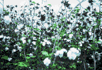 Photo of cotton plants
