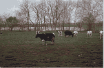 Photo of cows