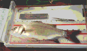 Picture showing white bass being measured.
