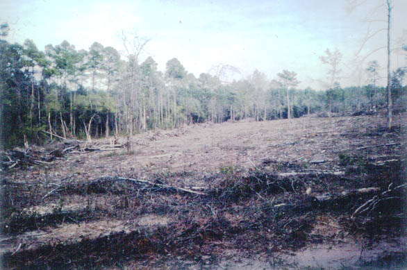 Logged area in the upper basin