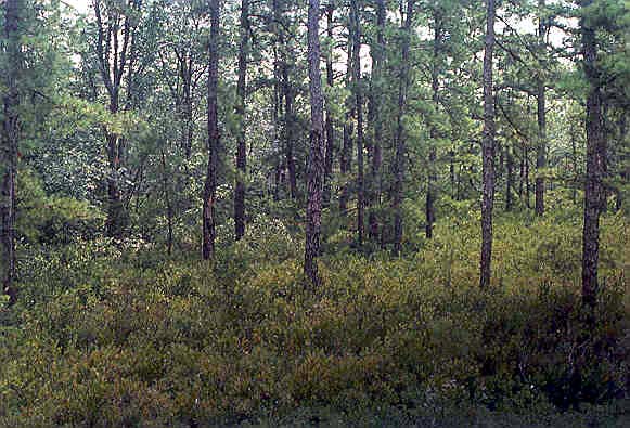 Woods near open channel