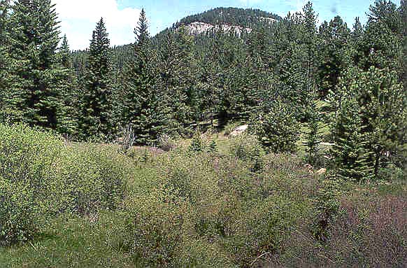 Wooded area near Castle Creek