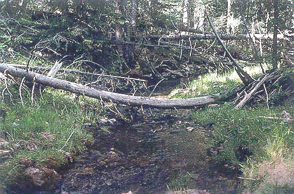 Fallen branches over the creek