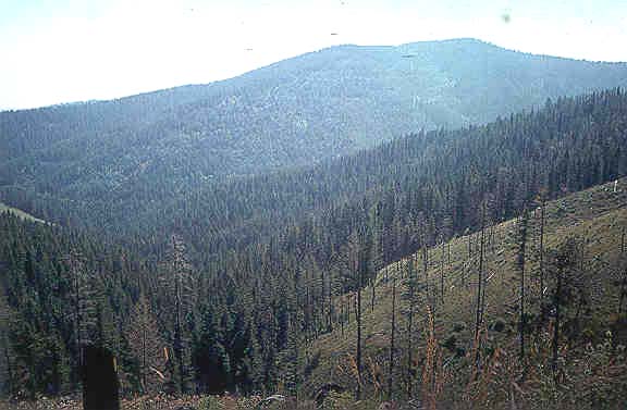 Logged area near Cedar Mountain