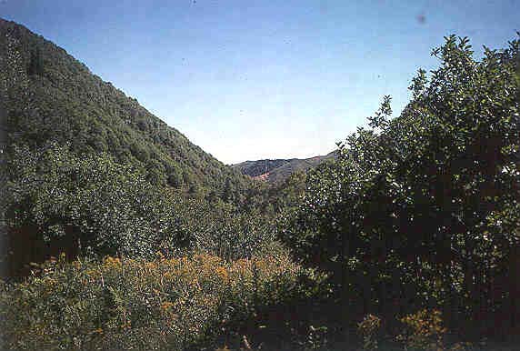 Trail near Upper Knowlton Fork