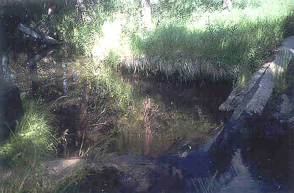 Sagehen Creek near the gage
