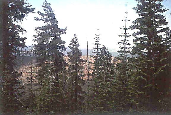 Clear cut area in the basin