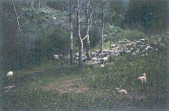 Sheep in the upper basin