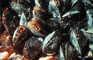 Photo showing Zebra mussels.