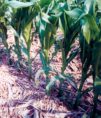 Figure 17. Conservation tillage protects the soil. (Photograph by Steven Davis, Natural Resources Conservation Service).