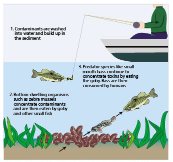 Figure 23. Contaminants can bioaccumulate upward through the food web and may affect the health of human and animal consumers of fish.