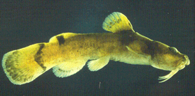 The yellowfin madtom is one of the threatened fish species in the Upper Tennessee River Basin. (Photograph courtesy of the Tennessee Valley Authority.)