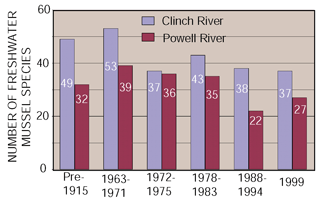 Figure 31. Freshwater mussel species diversity in the Clinch and Powell Rivers, Tennessee and Virginia, 1899-1999.