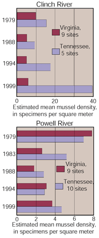 Figure 32. Estimated mean densities of freshwater mussel specimens in the Clinch and Powell Rivers, Tennessee and Virginia, 1979-99. (29)