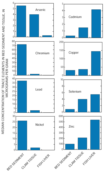 Figure 15. Cadmium, copper, selenium, and zinc were detected at higher concentrations in clam and fish tissue than in sediment, suggesting that they accumulate in the tissues. Conversely, arsenic, chromium, lead, and nickel were detected in lower concentrations in tissues than in sediment, indicating that these metals do not accumulate in the tissues.