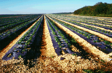 Row crops, C-111 basin, southern Florida.